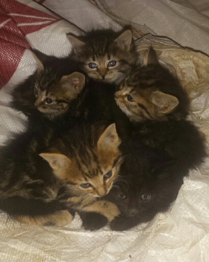 kittens