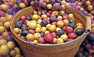 Image result for colored potatoes